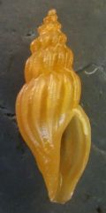 Mangelia&nbsp;sicula